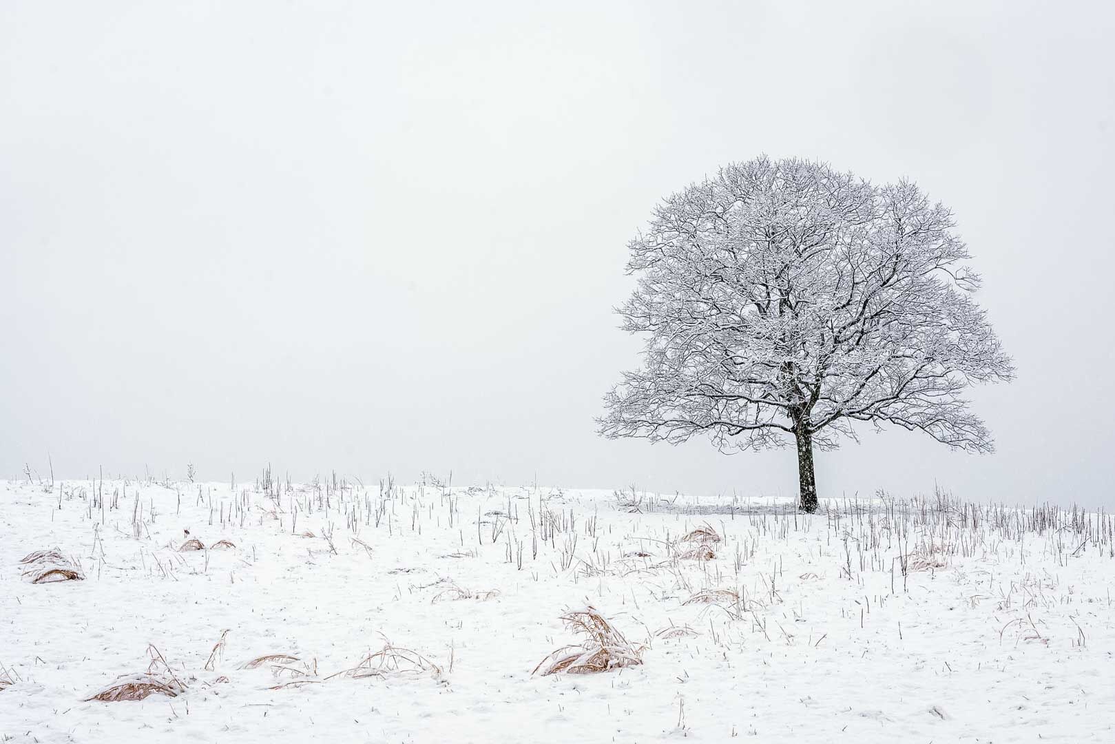 stormCollage5-web.jpg